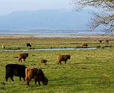 Highland Cattle near Loch Leven 9T076D-010